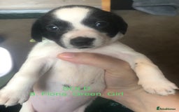 Mixed Breed dogs for sale: Miniature dachshund x springer spaniel puppies  - Image 11