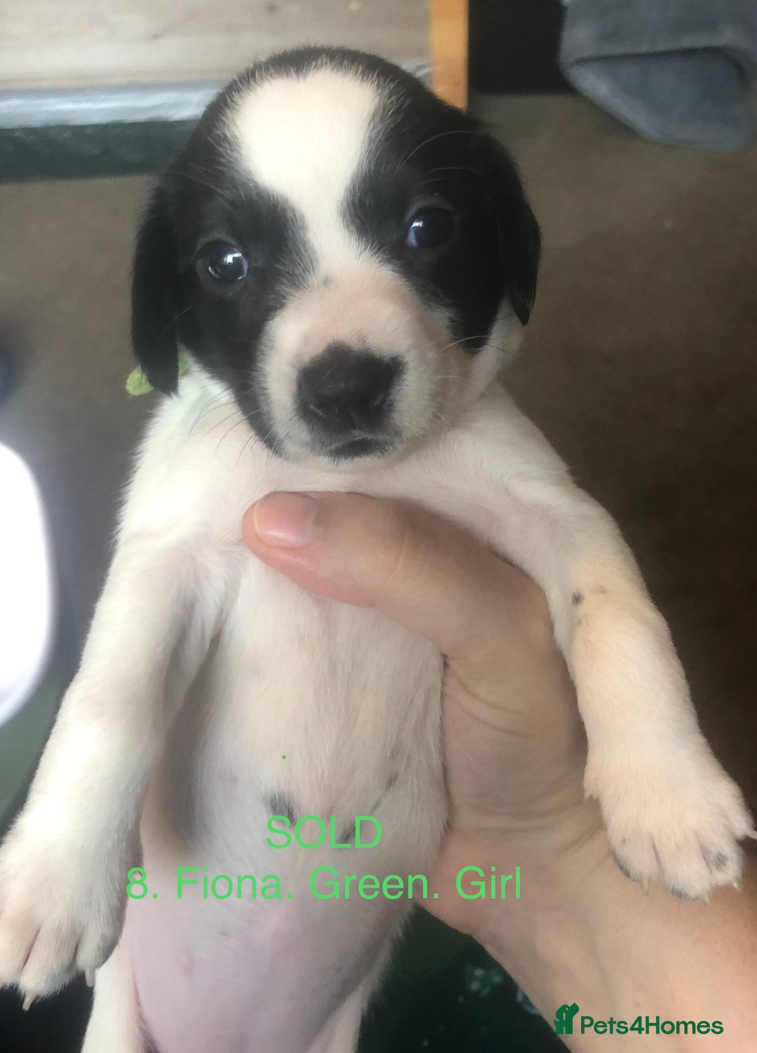 Mixed Breed dogs for sale: Miniature dachshund x springer spaniel puppies  - Image 11