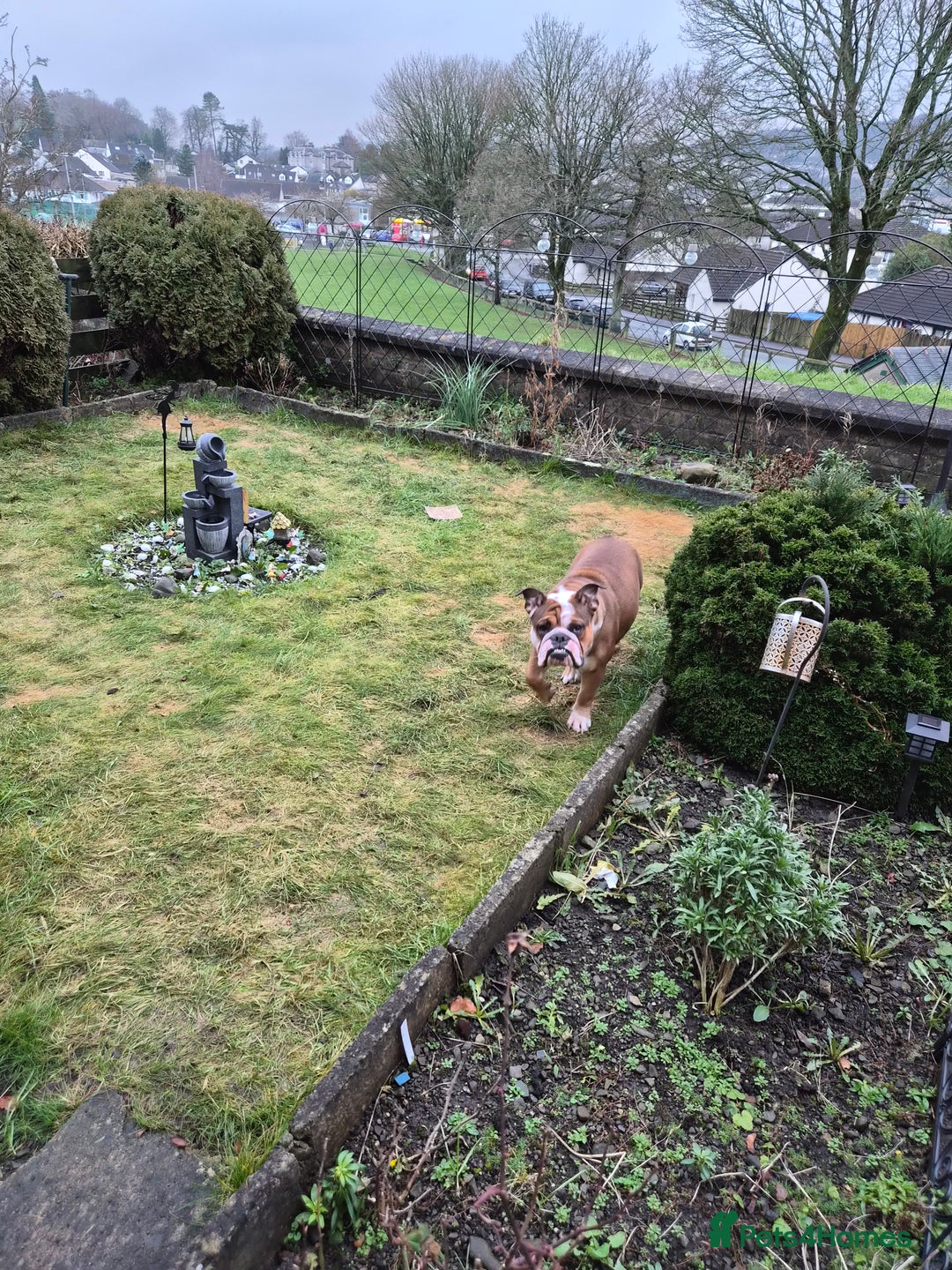 English Bulldog dogs for sale: Sad sale of our girl Martha - Advert 2