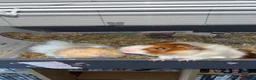 Guinea Pig rodents for sale: 2 bonded males  in Southampton - Advert 2
