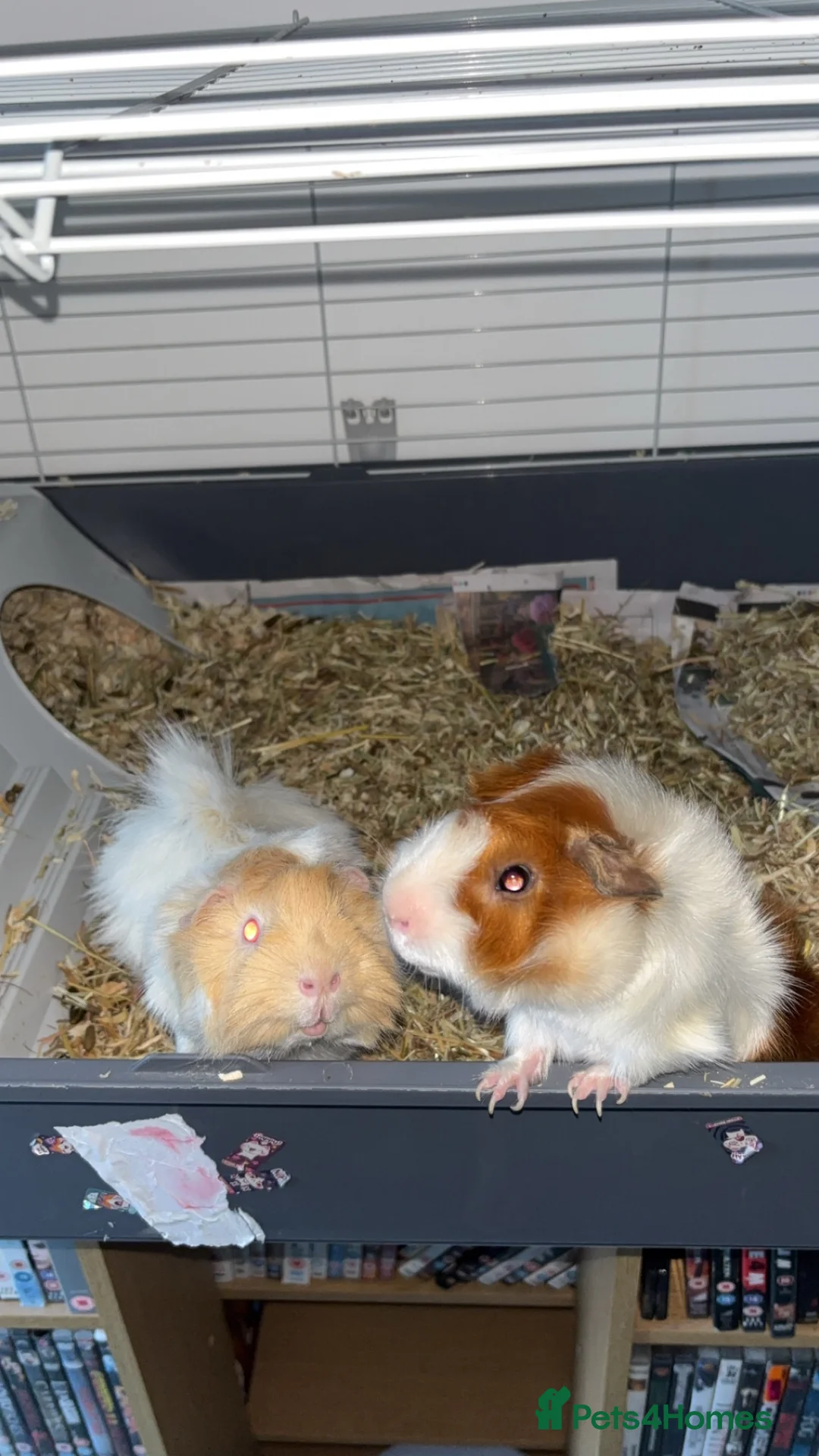 Guinea Pig rodents for sale: 2 bonded males  in Southampton - Advert 2