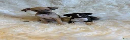 Italian Greyhound dogs for sale: ✨ KC Registered Italian Greyhound puppies ✨ - Advert 31