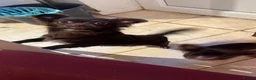 Chihuahua dogs for sale: Long hair chihuahuas  in Battle - Advert 3