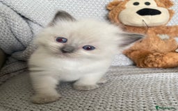 Ragdoll cats for sale: GCCF Ragdoll Kittens - Image 2
