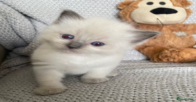 Ragdoll cats - Advert 12