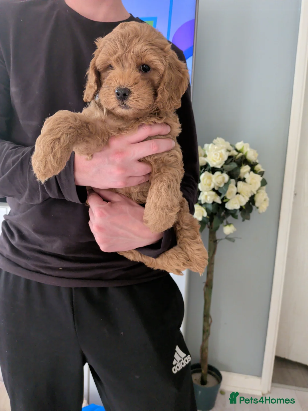 Labradoodle dogs for sale: Beautiful Labradoodle medium size  - Advert 1