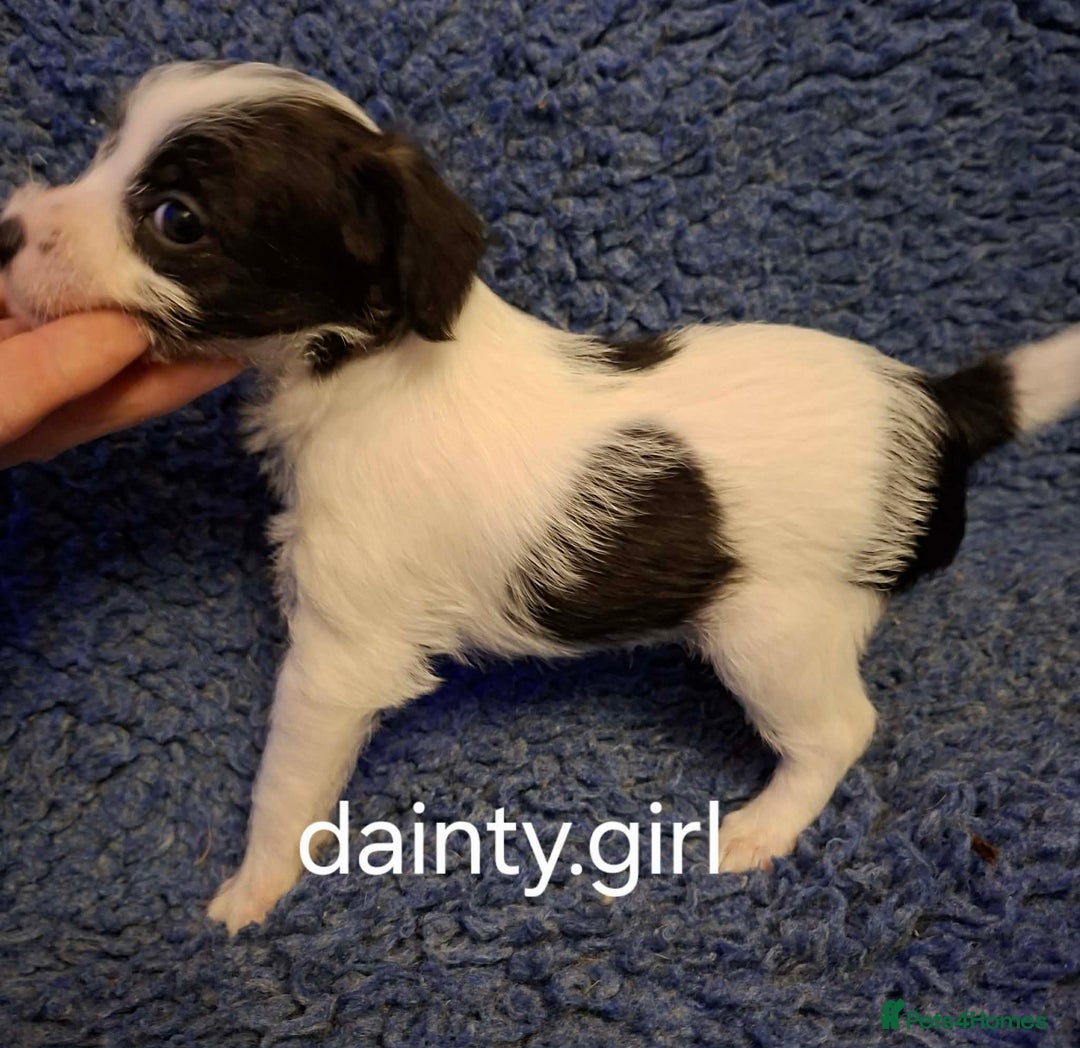 Jackapoo dogs for sale: JACKAPOO PUPPIES - Advert 13