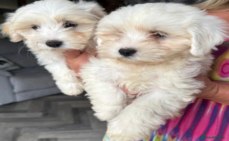 Maltipoo dogs - Advert 2