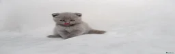Scottish Fold cats for sale: Sottish Fold Beautiful kittens🐾 - £650 Each - Advert 10