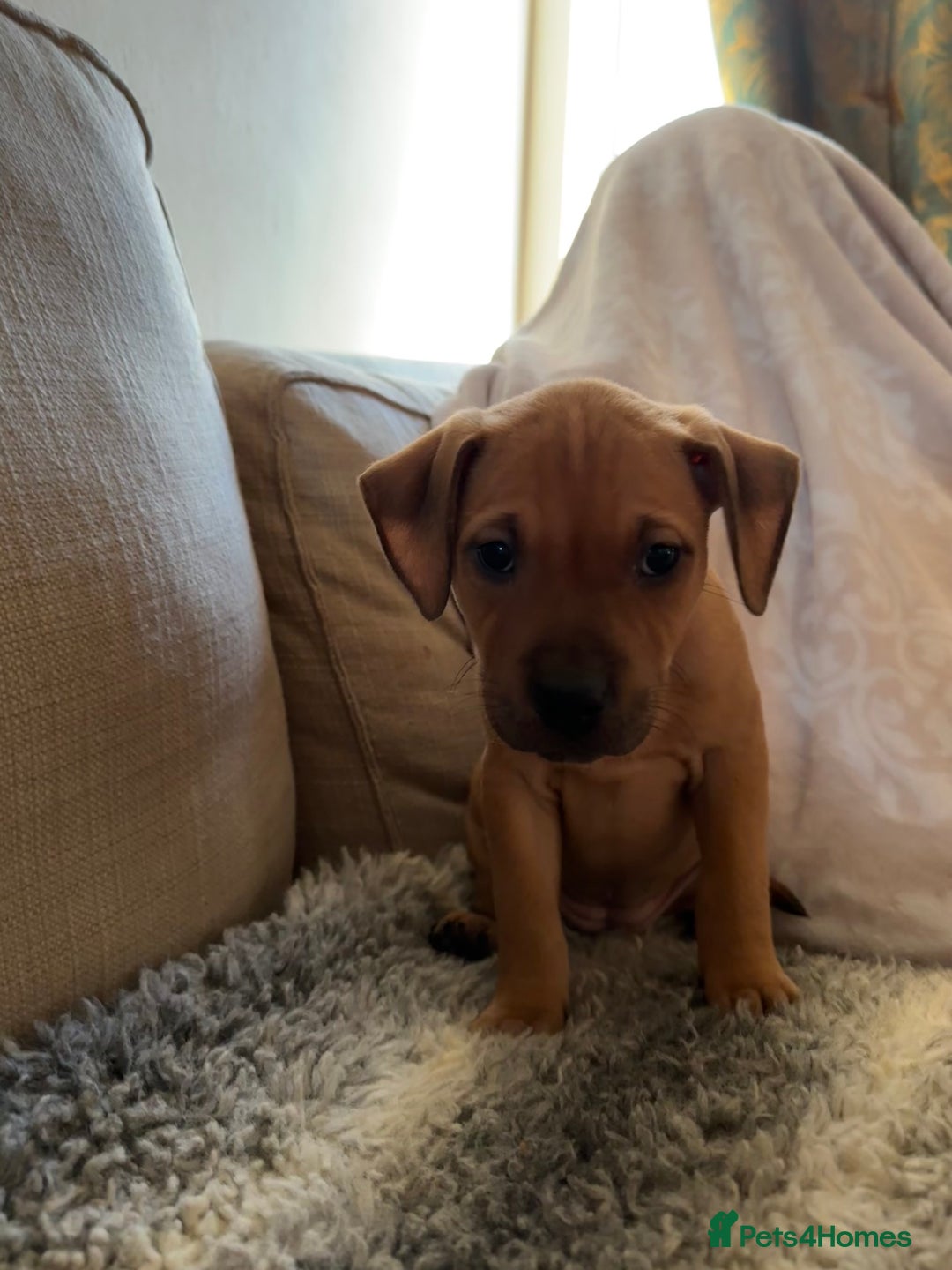 Mixed Breed dogs for sale: Staffie cross puppies  - Image 8