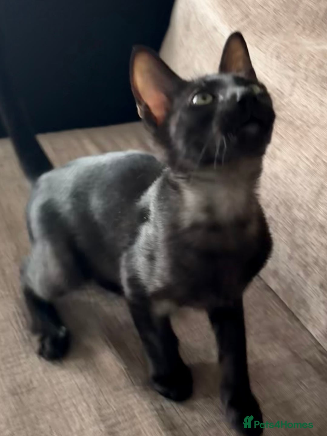 Serengeti cats for sale: Handsome tica reg black smoke male  - Advert 6