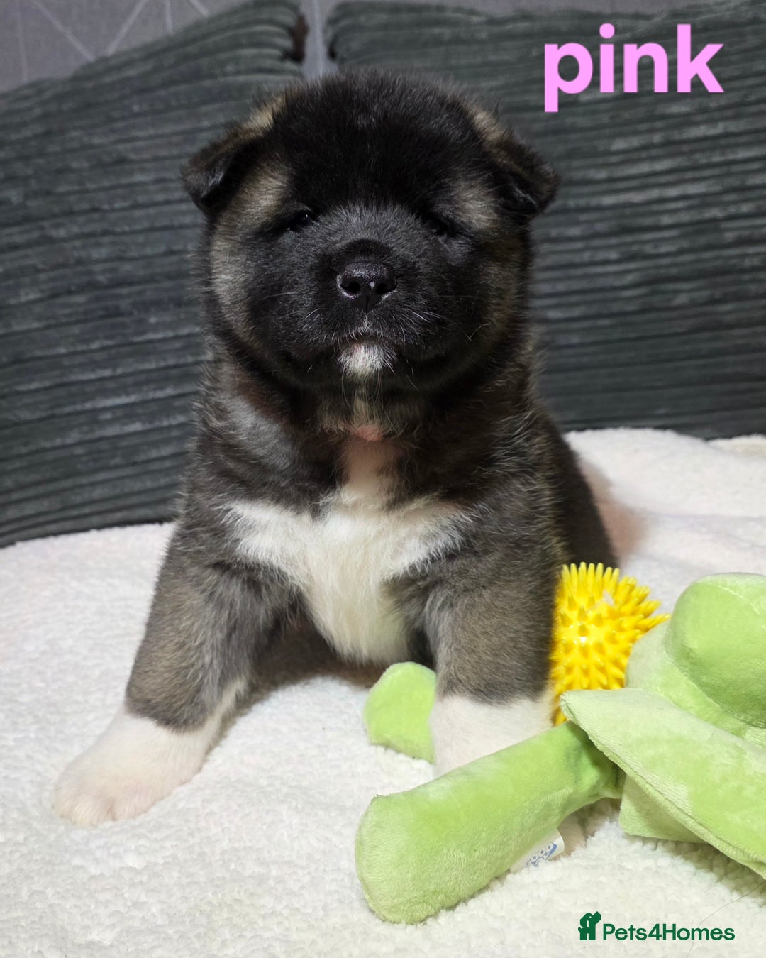 Akita dogs for sale: American akita puppies  - Advert 10