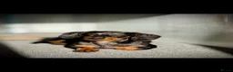 Miniature Dachshund dogs for sale: 7 stunning miniature dachshunds (sausage dog) in Warrington - Advert 15