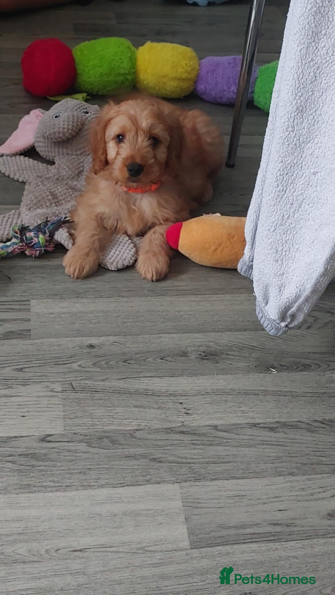 Cockapoo dogs Last boy available 🩵🩵🩵🩵 - Advert 7