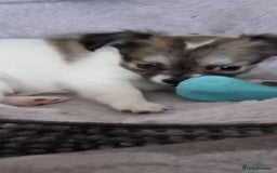 Chihuahua dogs for stud: Stud long haired white Chihuahua  in Coatbridge - Image 32