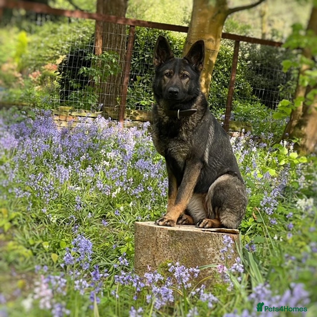 German Shepherd dogs for sale: 4* Licensed. KC Registered. Health Tested Parents - Image 13