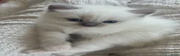 Ragdoll cats for sale: BOYS BOYS BOYS  - Advert 13