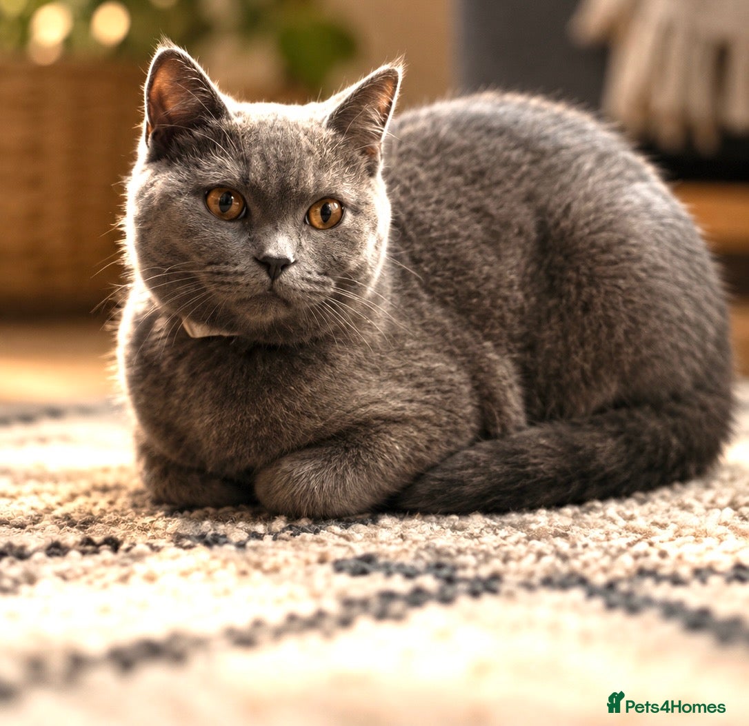 British Shorthair cats for sale: TICA reg. British shorthair last girl - Advert 1