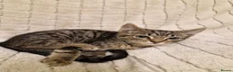 Mixed Breed cats for sale: Playful Kittens - Advert 13
