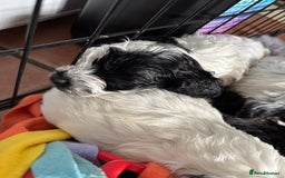 Cockapoo dogs for sale: F1 cockapoos beautiful litter 5 left* - Image 40