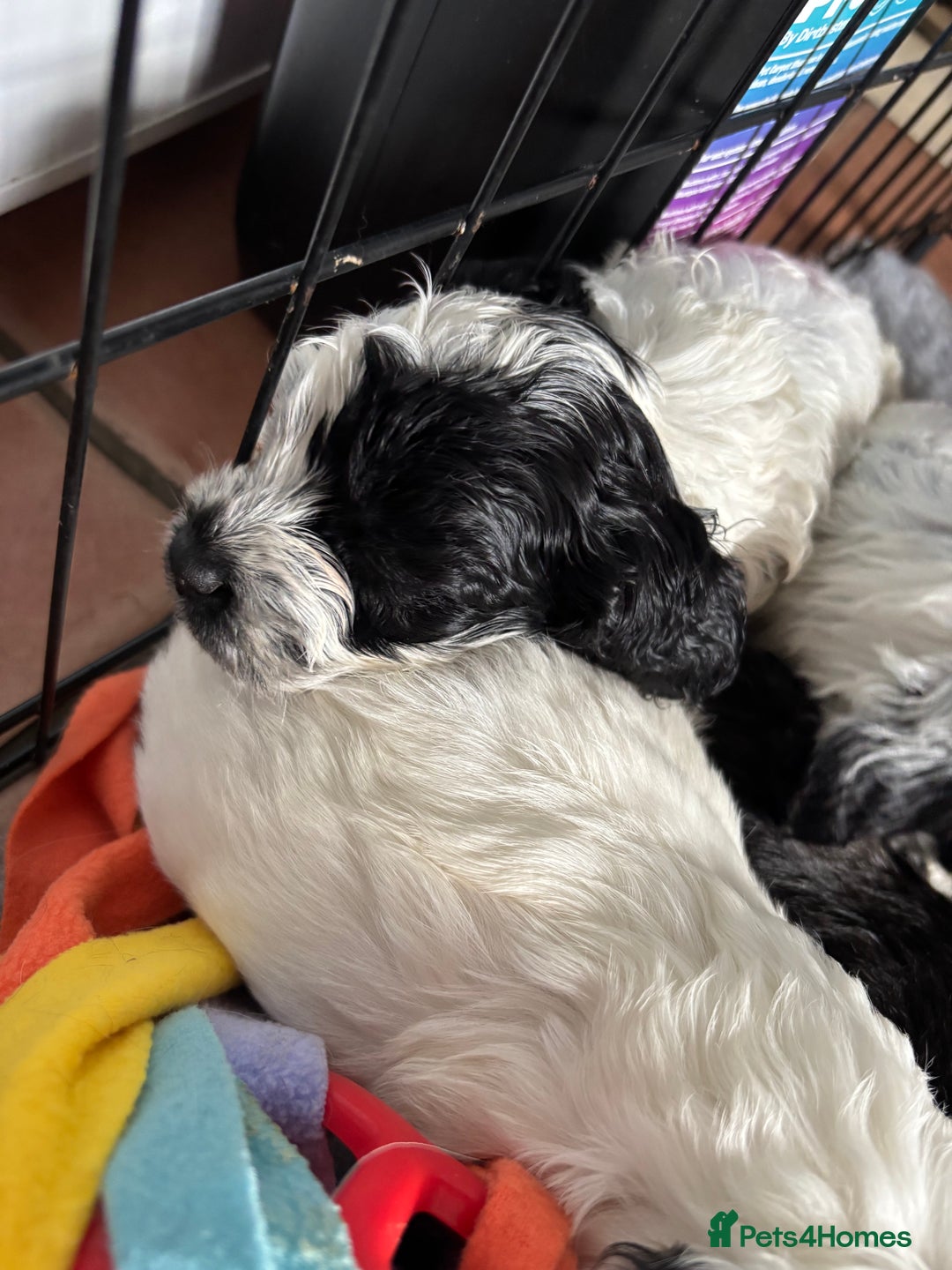 Cockapoo dogs for sale: F1 cockapoos beautiful litter 5 left* - Image 40