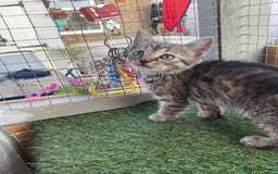 Mixed Breed cats for sale: 2 beautiful kittens  - Image 5
