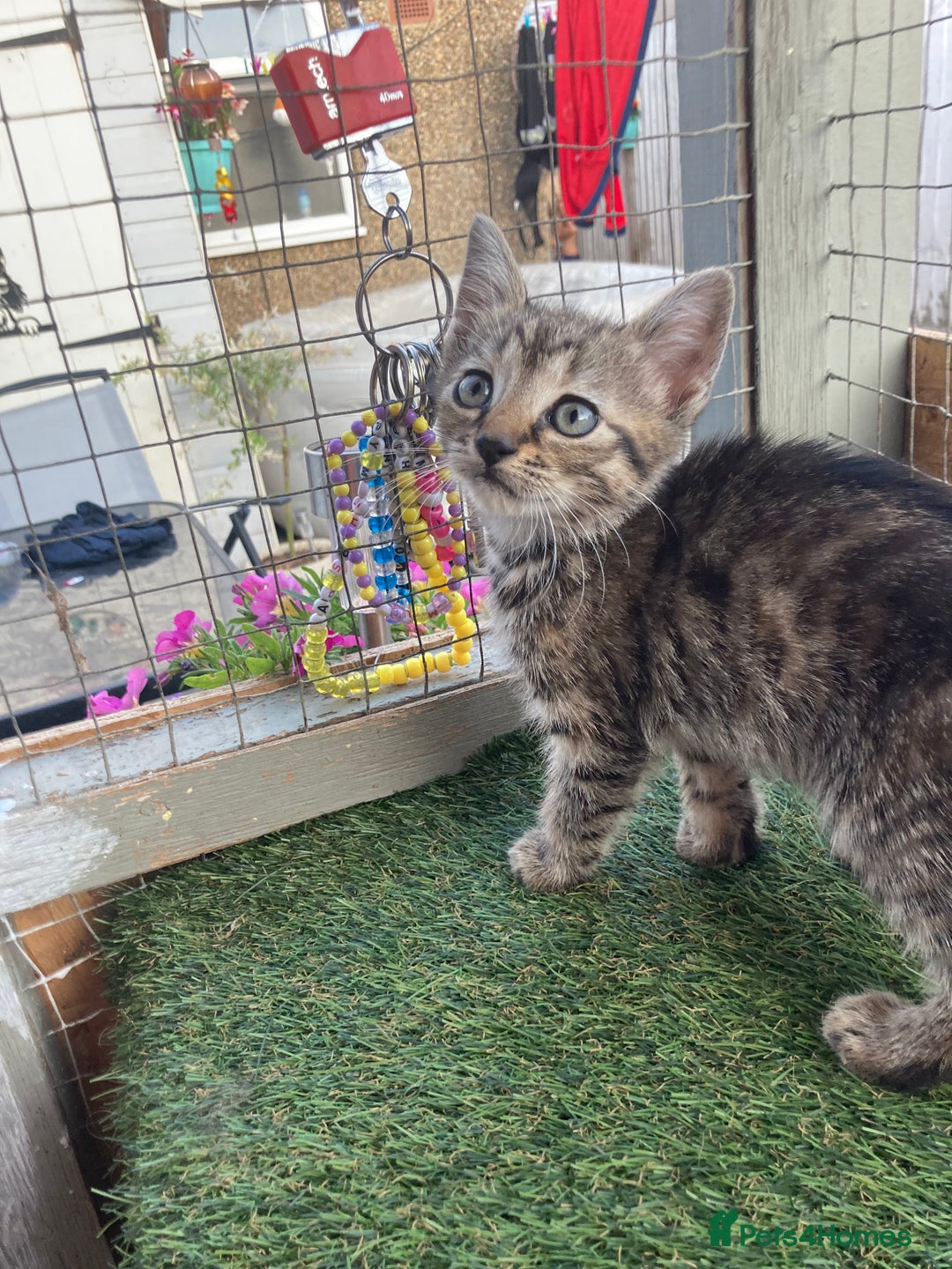 Mixed Breed cats for sale: 2 beautiful kittens  - Image 5