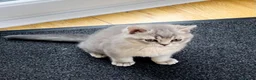 British Shorthair cats for sale: A Girl Available- GCCF/TICA British Shorthair  - Advert 7