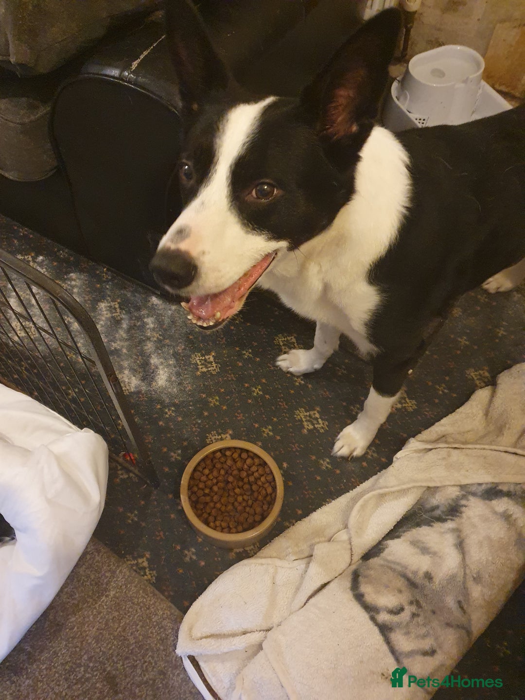 Mixed Breed dogs for sale: Border collie and springerdor puppies - Image 12