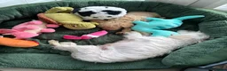 Maltipoo dogs for sale: *Ready to leave* Boy Maltipoo puppy for sale  - Advert 6