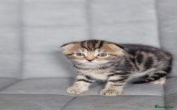 Mixed Breed cats for sale: Half scottish fold Healthy and beautiful kittens - Image 14