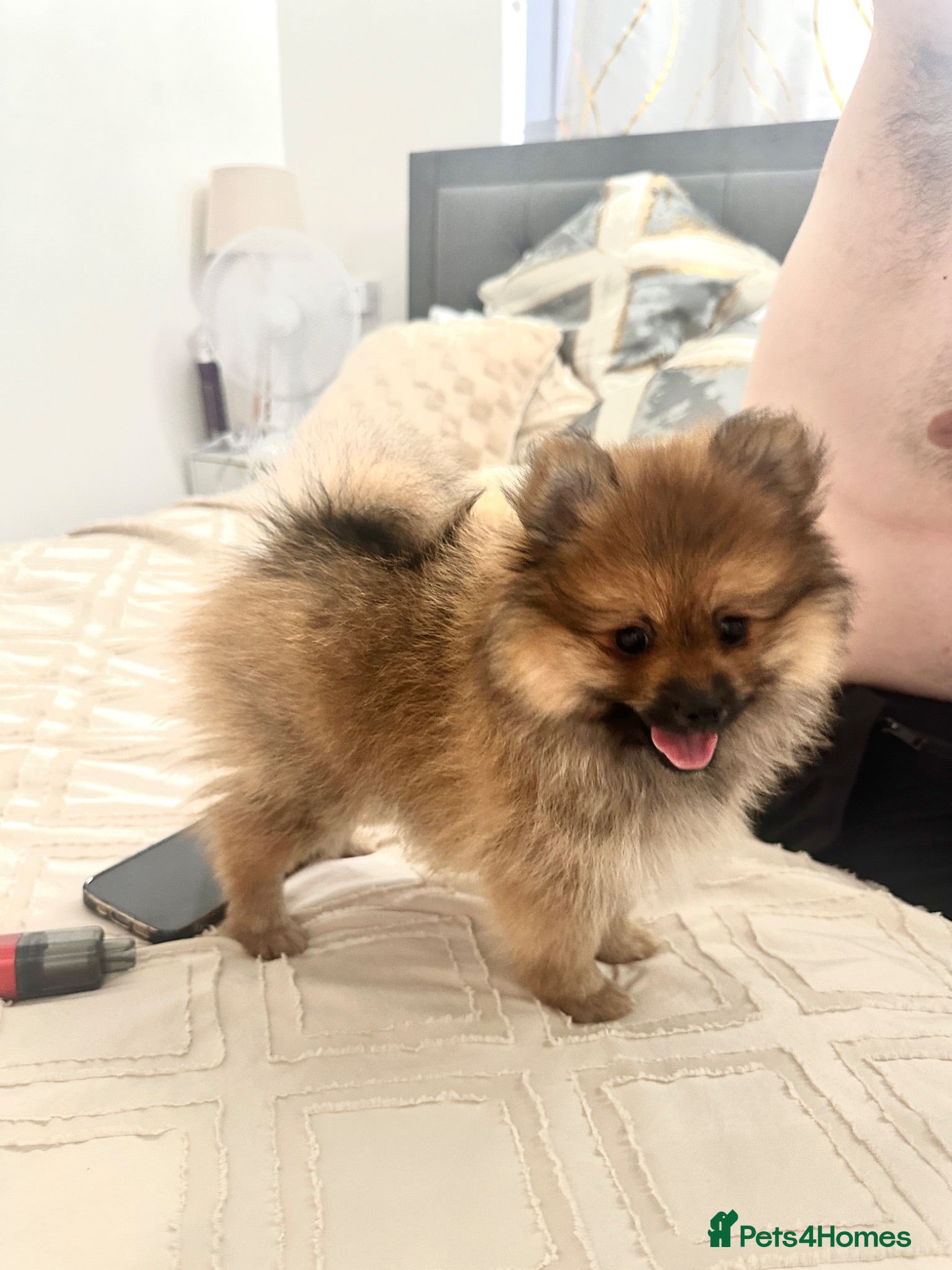 Pomeranian dogs Pomeranian female puppies 9 weeks - Teddy bear  - Advert 14