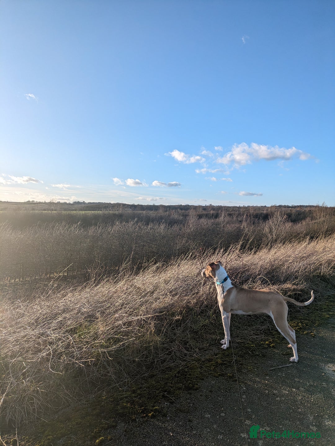 Mixed Breed dogs for sale: Beautiful and loving Cretan Hound cross  - Image 12