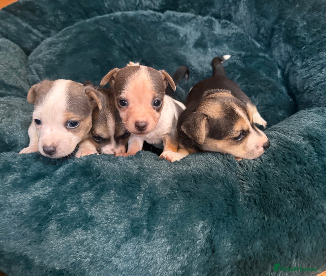 Jack Russell dogs for sale: Miniature jack Russell’s  - Advert 6