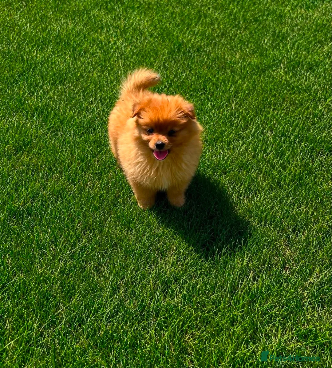 Pomeranian dogs for sale: Pomeranian puppies For sale in London - Advert 5