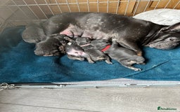 French Bulldog dogs for sale: French bulldog puppies  - Image 2