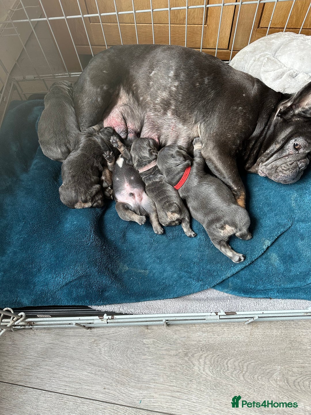 French Bulldog dogs for sale: French bulldog puppies  - Image 2