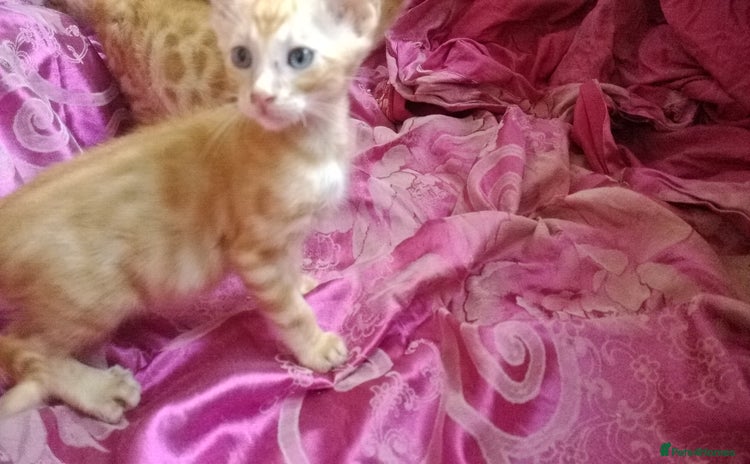 Mixed Breed cats - Advert 1