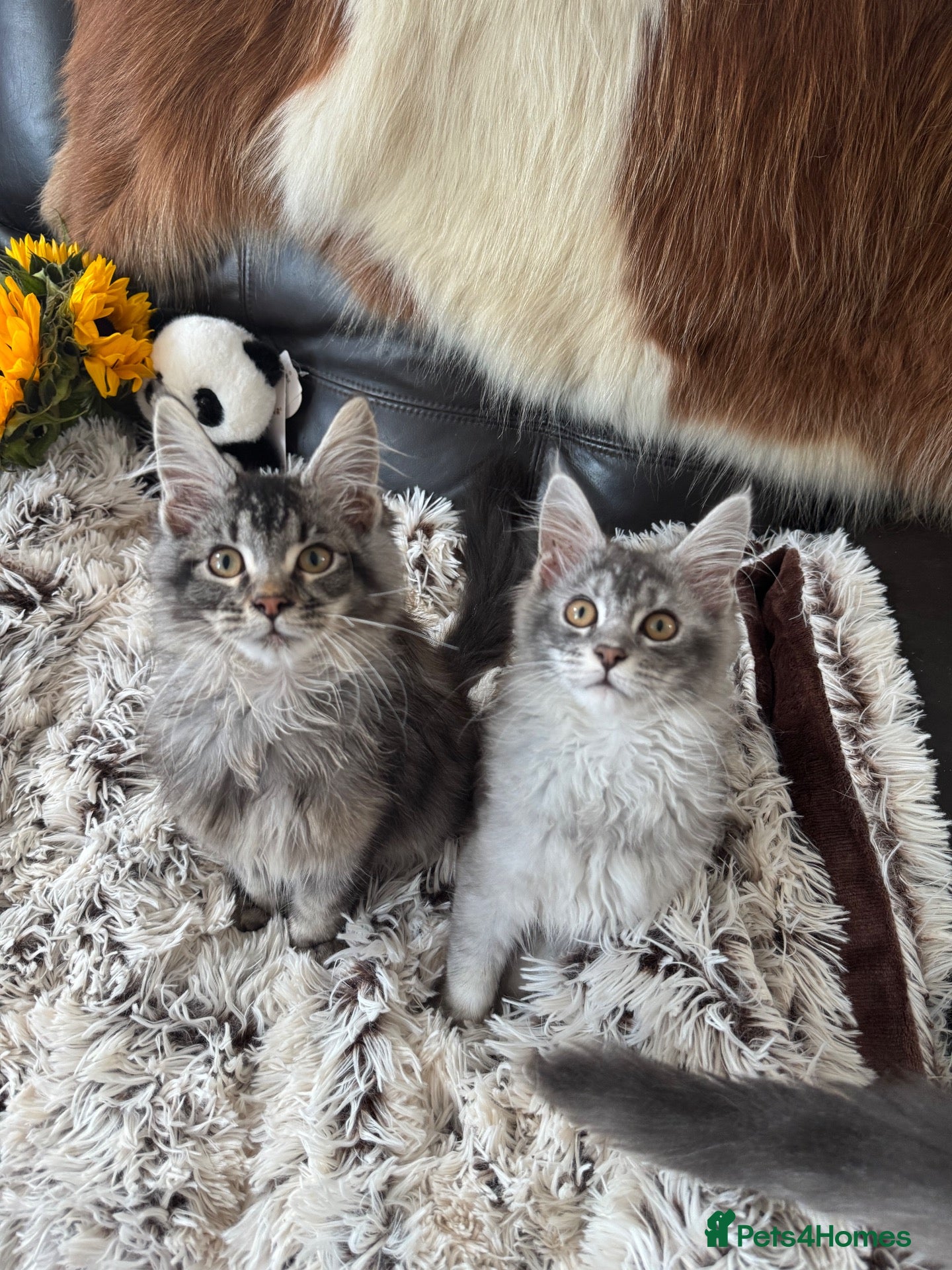 Maine Coon cats for sale: Stunning Maine coon kittens 💖💖 - Advert 6