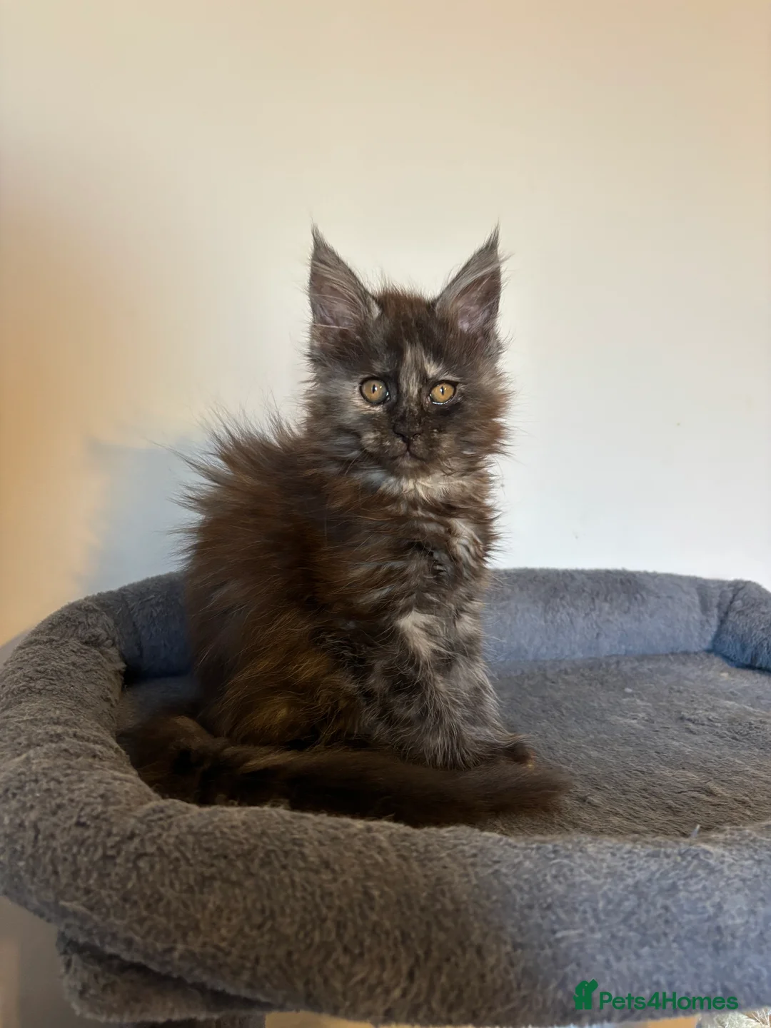 Maine Coon cats for sale: 💕GCCF Stunning Gorgeous Female For sale💕 - Advert 5