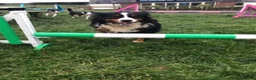 Bernese Mountain Dog dogs for sale: Stunning puppies! - Advert 8