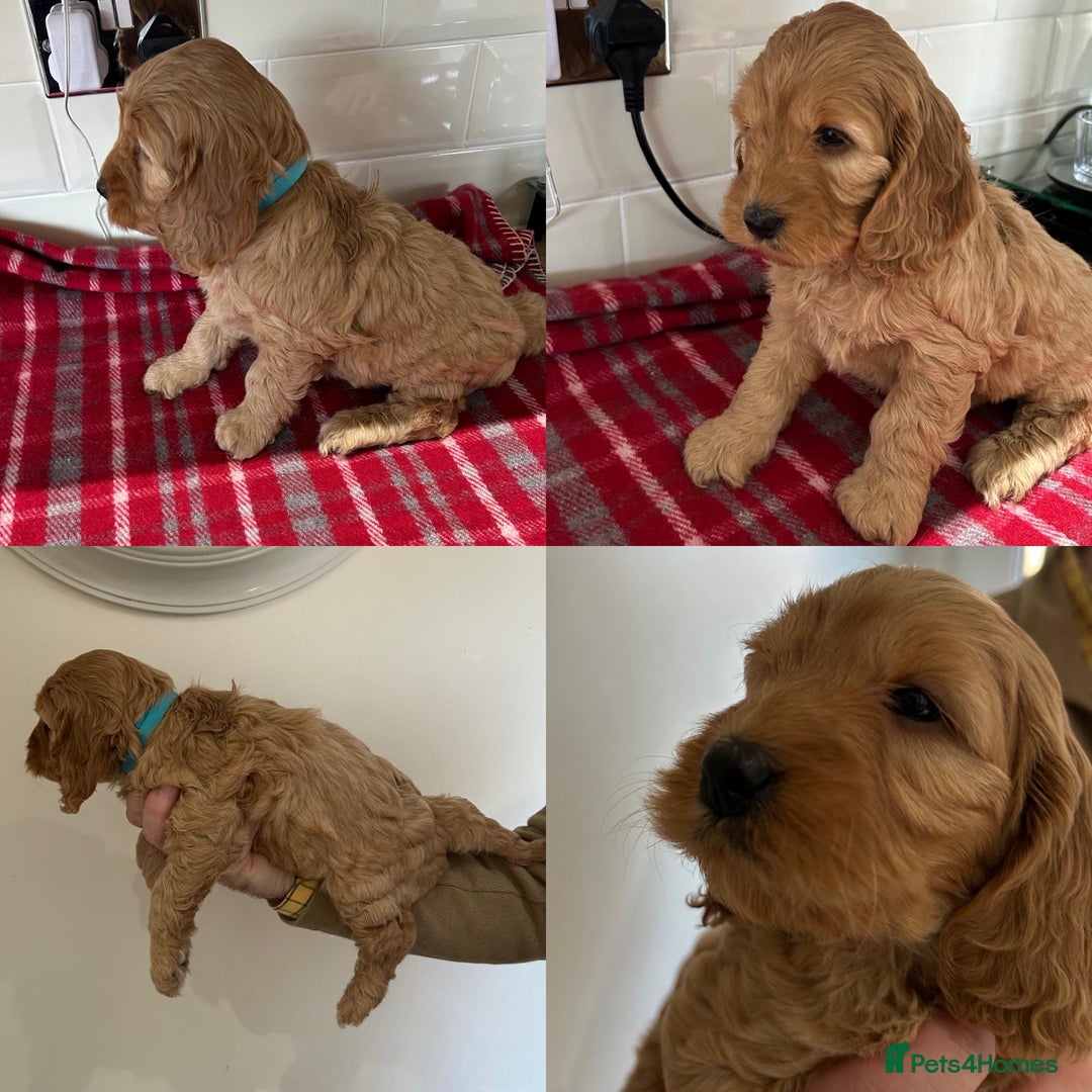 Cockapoo dogs for sale: F1 Miniature Cockapoo  - Advert 6