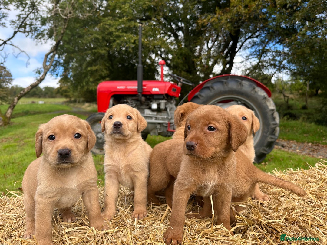 Labrador Retriever dogs for sale: Labrador retriever puppies for sale  - Image 8