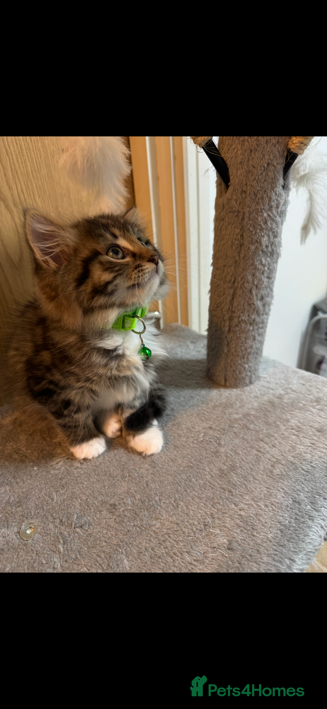 Mixed Breed cats for sale: 🌟 Gorgeous Fluffy Longhair Tabby Boy – 9 Weeks  - Advert 3