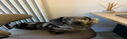 Miniature Dachshund dogs for sale: Mini longhaired dachshunds  - Advert 2