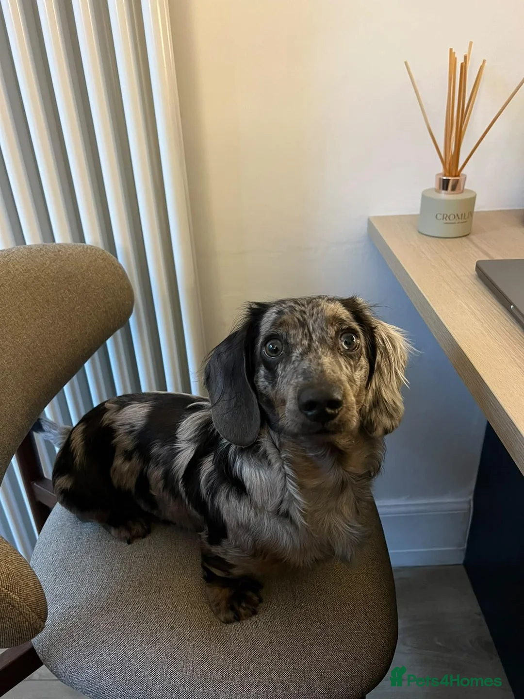 Miniature Dachshund dogs for sale: Mini longhaired dachshunds  - Advert 2