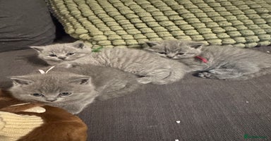 British Shorthair cats - Advert 5