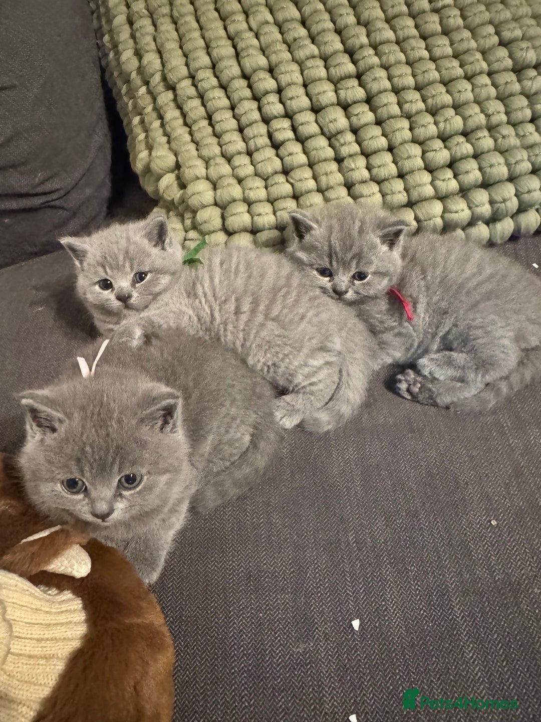 British Shorthair cats for sale: 🐾 British Shorthair Kittens 🐾 - Image 3