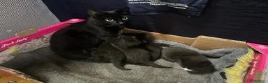 Mixed Breed Kitten 6