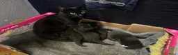 Mixed Breed cats for sale: Gorgeous kittens looking for forever homes - Advert 11